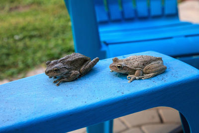 Two cuban tree frogs osteopilus septentrionalis on a blue chair in tropical florida.