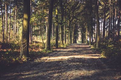 Trees in forest