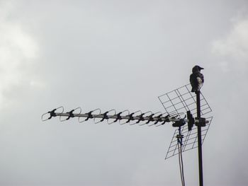 Low angle view of birds perching on pole against sky