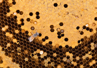 Close-up of honey bee on beehive