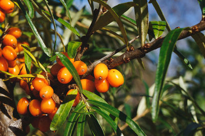 Close-up of tomatoes growing on tree