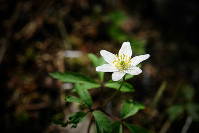 Close-up of white flowering plant