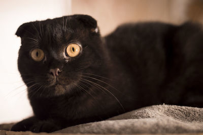 Close-up portrait of a cat