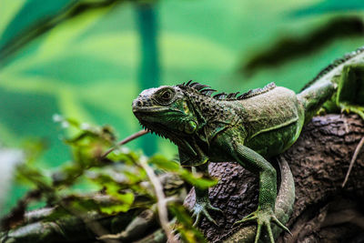 Close-up of a lizard