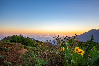 Scenic view of flowering plants on field against sky during sunset