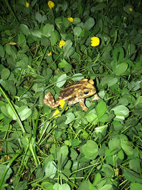 High angle view of lizard on land