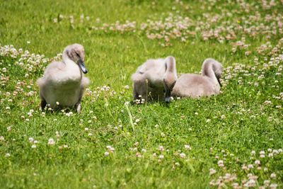 Sheep in a field