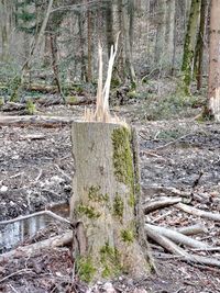 Tree stump in forest