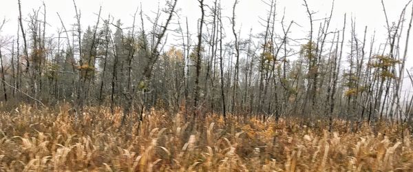 Full frame shot of plants growing on field against sky