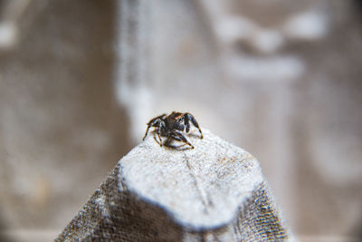 Close-up of lizard on rock