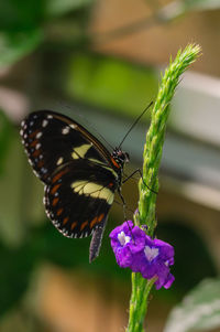 Close-up of butterfly pollinating on flower