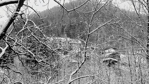 Full frame shot of bare tree