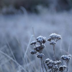 Close-up of wilted plant on snow covered field