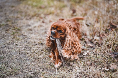 Portrait of a dog on field