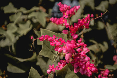Close-up of pink flowering plants