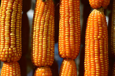 Close-up of corn