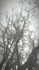 Low angle view of bird on tree against sky