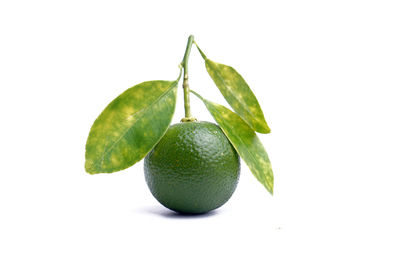 Close-up of fruit against white background