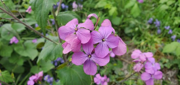 Close-up of purple flowering plant