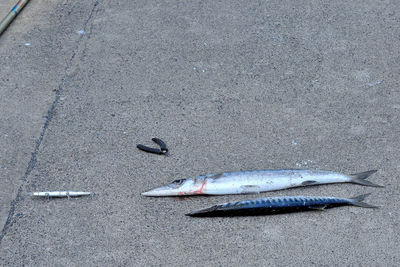 High angle view of fish in city