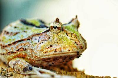 Close-up of turtle