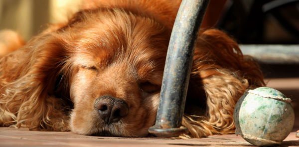 Close-up of dog sleeping