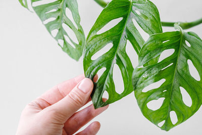 A woman holds a leaf of the monstera monkey mask or monstera obliqua plant in her hand. 