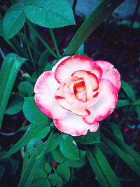 Close-up of pink rose