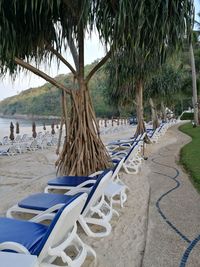 Palm trees on beach