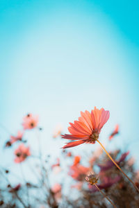 Close-up of flowering plant against clear blue sky