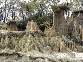 Scenic view of trees on landscape