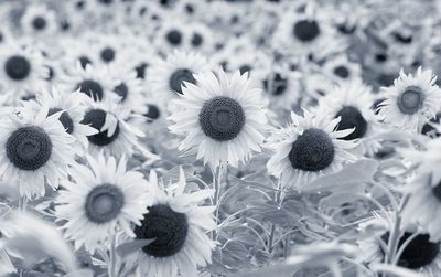 Close-up of daisies growing on field