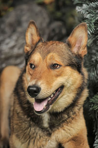 Close-up portrait of a dog