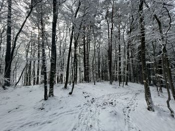 Trees in snow covered forest