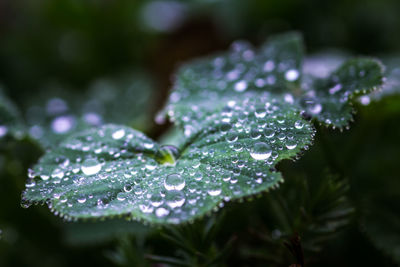 Close-up of wet plant leaves