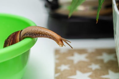 Big snail achatina at home