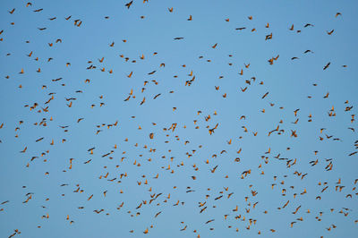 Low angle view of birds flying against clear sky