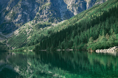 Scenic view of lake in forest