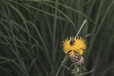 Close-up of butterfly pollinating on flower