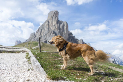 Dog looking away on rock against sky