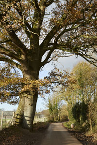 Trees against sky