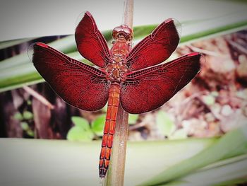 Close-up of dragonfly on red flower