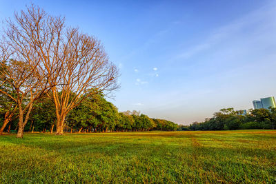 Trees on field against blue sky