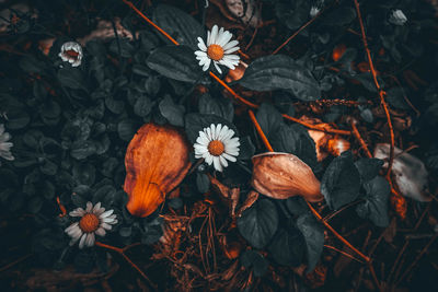 Close-up of wilted flowers on field