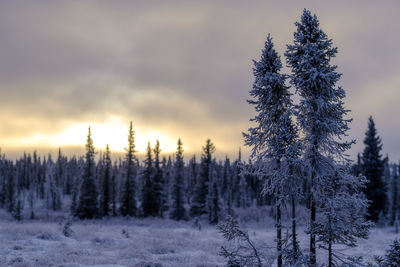 Pine trees on snow covered land against sky