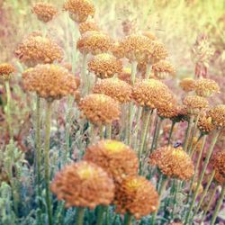 Close-up of flowers blooming in field