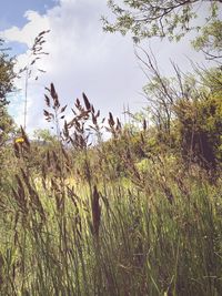 Plants growing on field against sky