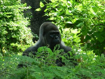 Monkey sitting on a tree