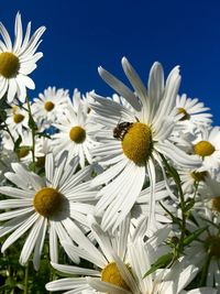 Close-up of white daisy flowers blooming outdoors