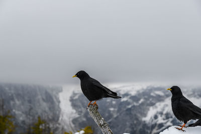 Black bird, an alpine chough perching on branch in mountains